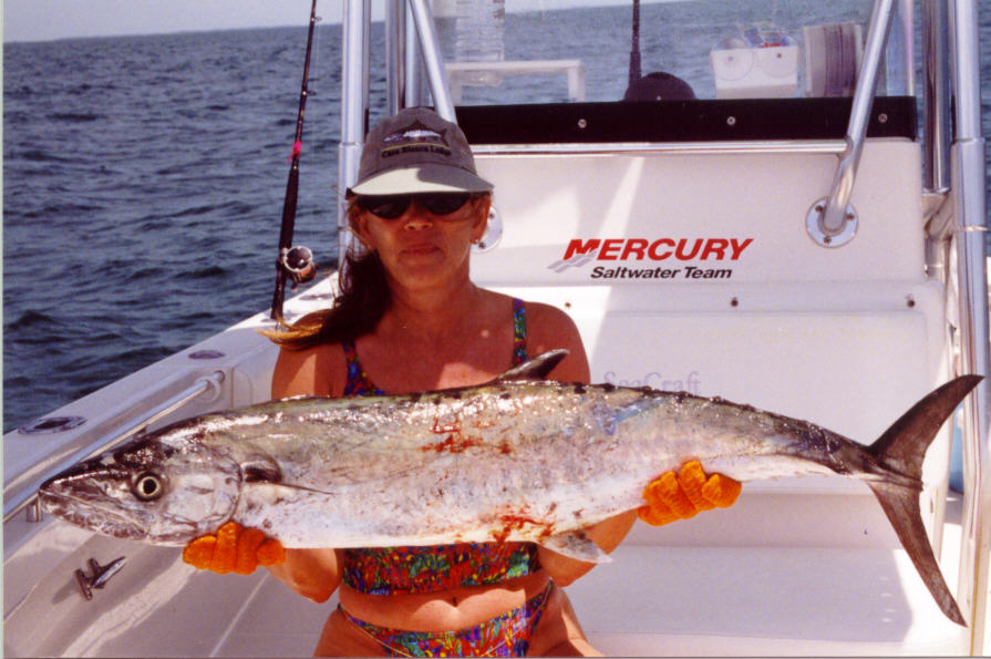 Kingfish, mackerel, tarpon, grouper, redfish, snapper, trout, dolphin, manatee, mahi-mahi, deep sea, trolling, sportfishing.