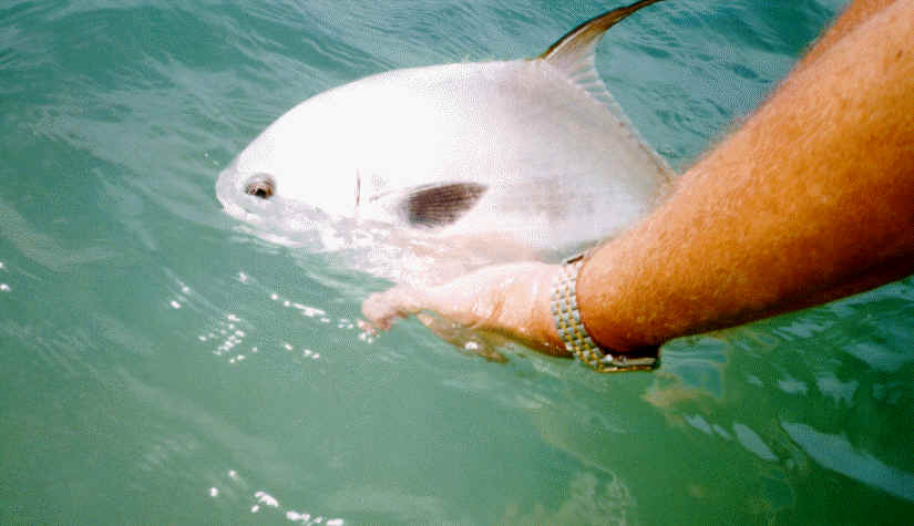 Permit fishing near the Gulf Beaches